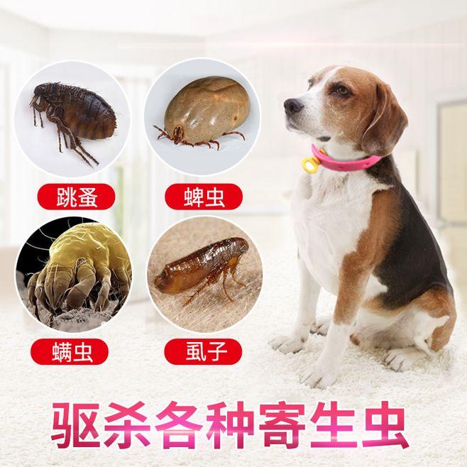 杀跳蚤用什么药最快又能除根_杀跳蚤用什么药效果最好_杀跳蚤