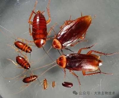 广州灭跳蚤_广州除跳蚤公司_灭跳蚤杀跳蚤服务公司
