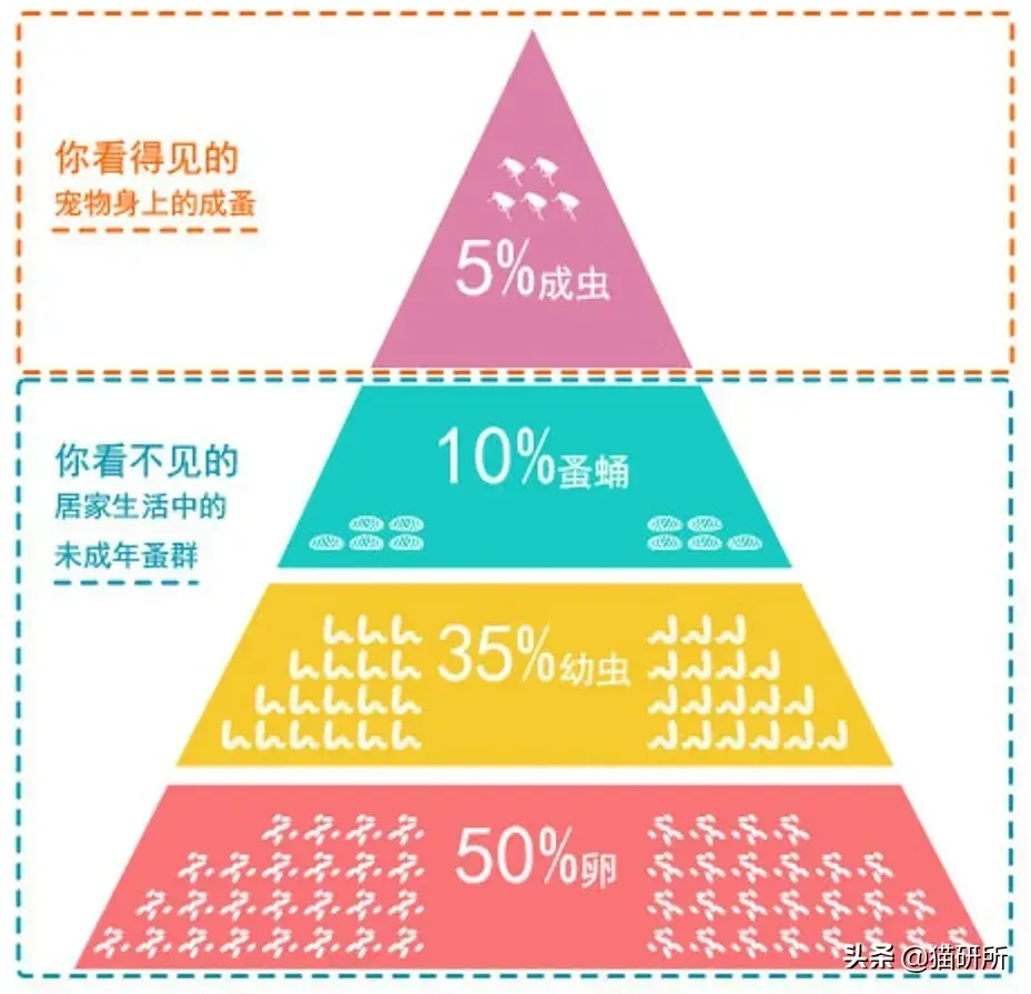 杀跳蚤用什么药最快又能除根_杀跳蚤的药_杀跳蚤