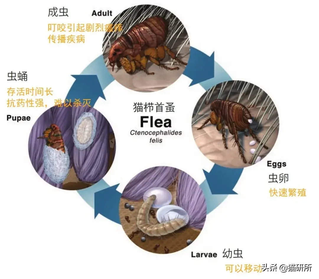杀跳蚤的药_杀跳蚤用什么药最快又能除根_杀跳蚤