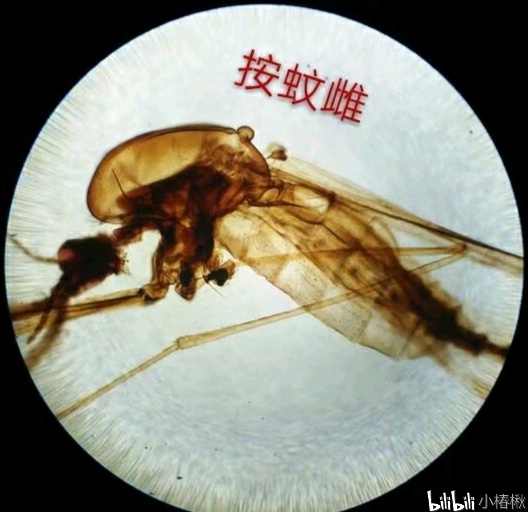 跳蚤的卵_跳蚤的卵_跳蚤的卵