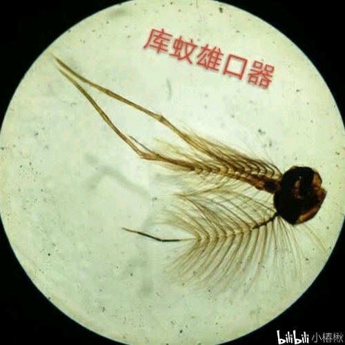 跳蚤的卵_跳蚤的卵_跳蚤的卵