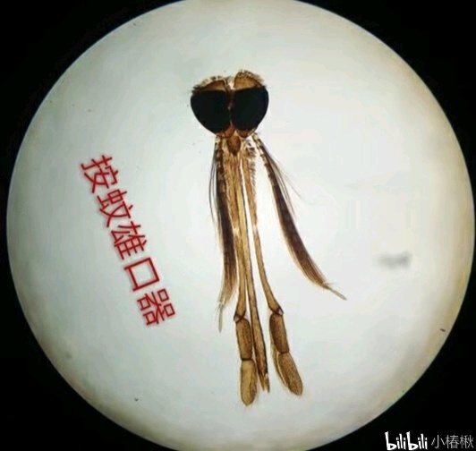 跳蚤的卵_跳蚤的卵_跳蚤的卵