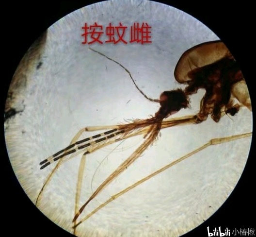 跳蚤的卵_跳蚤的卵_跳蚤的卵