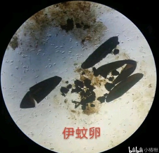 跳蚤的卵_跳蚤的卵_跳蚤的卵