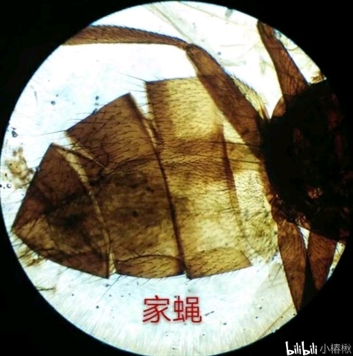 跳蚤的卵_跳蚤的卵_跳蚤的卵