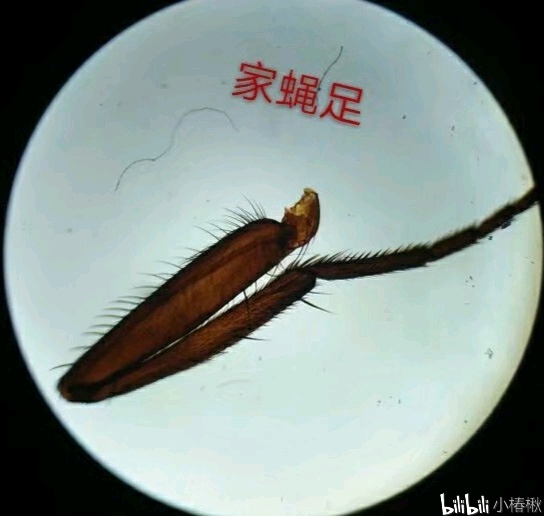 跳蚤的卵_跳蚤的卵_跳蚤的卵