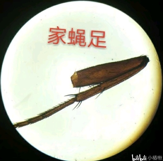跳蚤的卵_跳蚤的卵_跳蚤的卵
