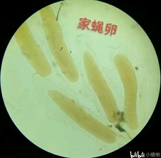 跳蚤的卵_跳蚤的卵_跳蚤的卵