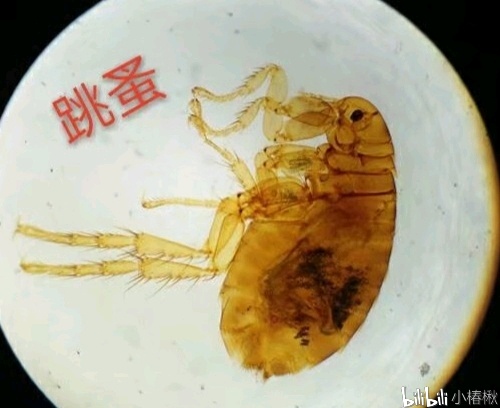 跳蚤的卵_跳蚤的卵_跳蚤的卵