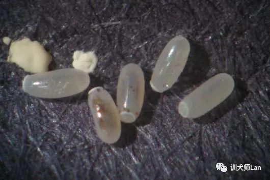 杀跳蚤_杀跳蚤的药_杀跳蚤用什么药最快又能除根