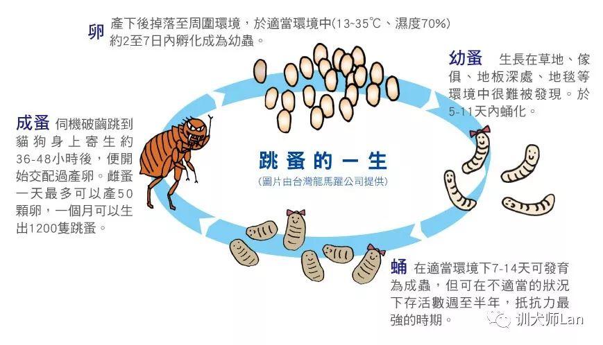 杀跳蚤的药_杀跳蚤用什么药最快又能除根_杀跳蚤