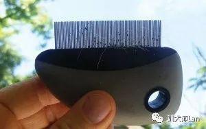 杀跳蚤_杀跳蚤的药_杀跳蚤用什么药最快又能除根
