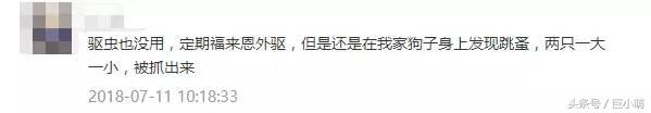杀跳蚤用什么药最快又能除根_杀跳蚤_杀跳蚤的喷雾剂有哪些