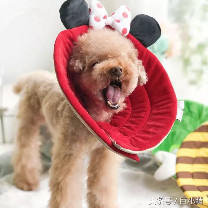 杀跳蚤用什么药最快又能除根_杀跳蚤的喷雾剂有哪些_杀跳蚤