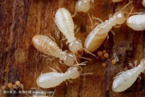 衢州常山县灭白蚁机构 市定点白蚁消杀机构