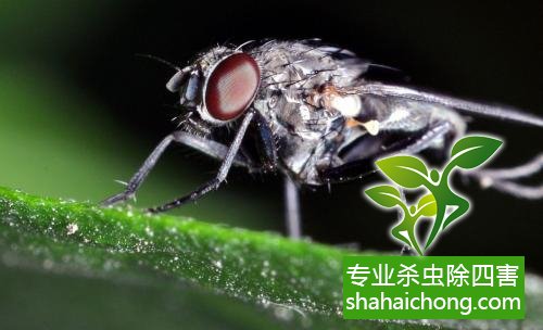 怎么灭苍蝇_工业灭苍蝇器_苍蝇灭杀方法