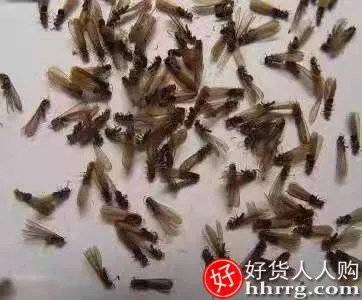 山甲牌白蚁药，防治专用杀虫剂一窝端灭杀飞蚂蚁药粉插图2