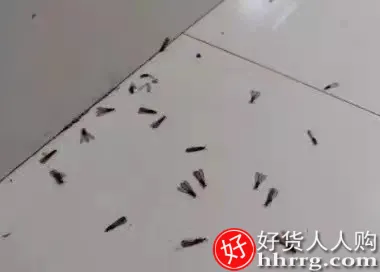 山甲牌白蚁药，防治专用杀虫剂一窝端灭杀飞蚂蚁药粉插图4