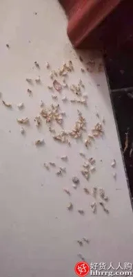 山甲牌白蚁药，防治专用杀虫剂一窝端灭杀飞蚂蚁药粉插图6