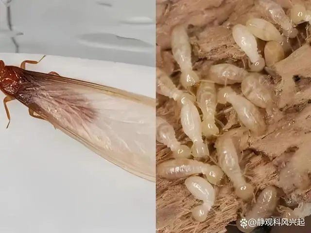 灭白蚁防治方法_灭白蚁防治_如果防治白蚁