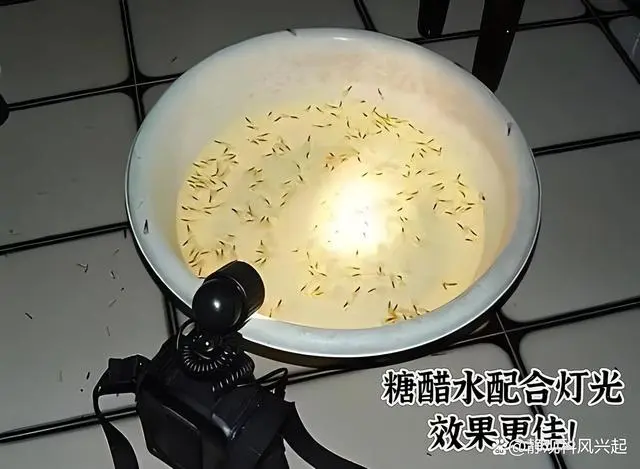 灭白蚁防治_灭白蚁防治方法_如果防治白蚁