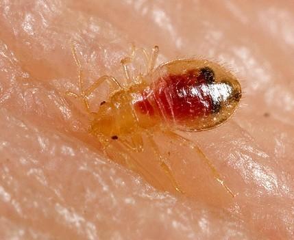 灭臭虫用什么药和什么办法_灭杀臭虫_灭臭虫方案