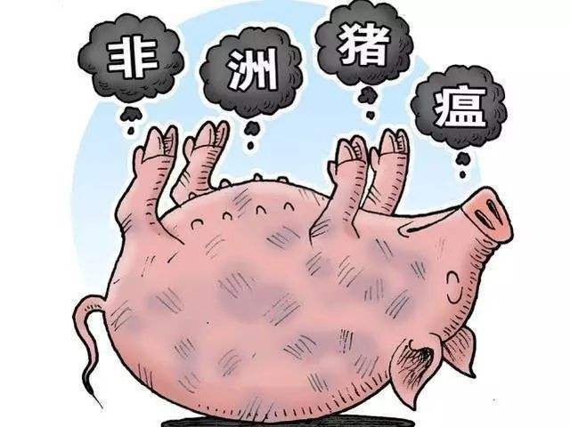 猪场灭苍蝇_猪舍杀苍蝇药_猪圈杀苍蝇什么好