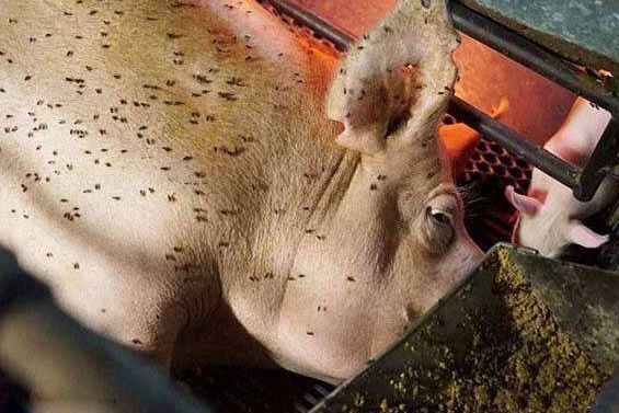 猪场灭苍蝇_猪场专用灭苍蝇药_猪圈杀苍蝇什么好