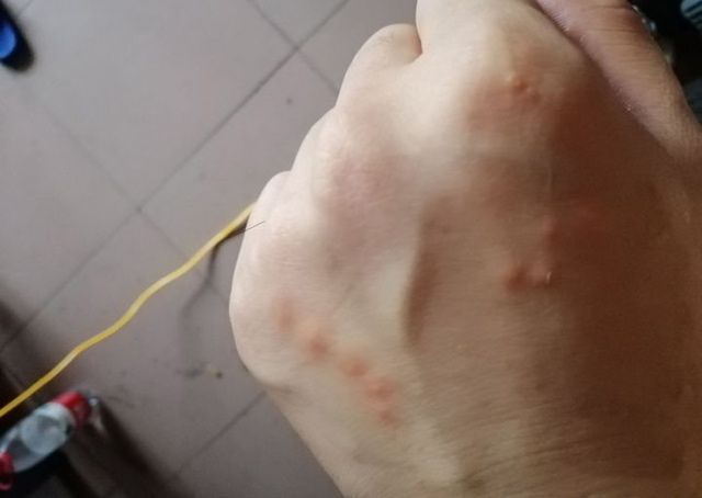 臭臭虫动画片开始_臭臭虫_臭臭虫动画片第三季