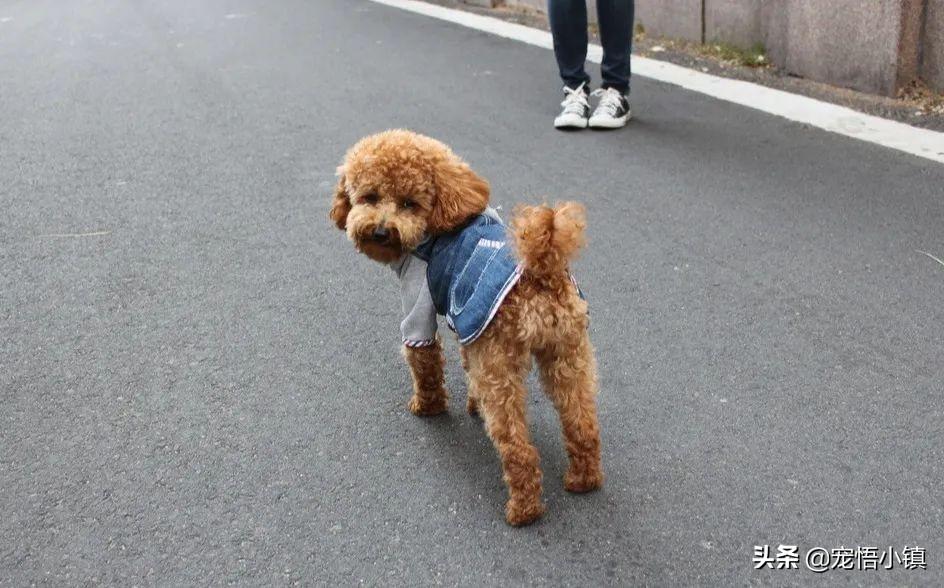 消灭妙招跳蚤家里有蟑螂_家里消灭跳蚤妙招_去除家里跳蚤