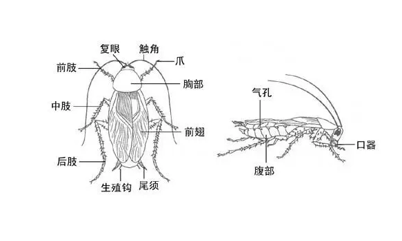 臭虫杀虫剂_灭臭虫药_灭臭虫呋虫胺