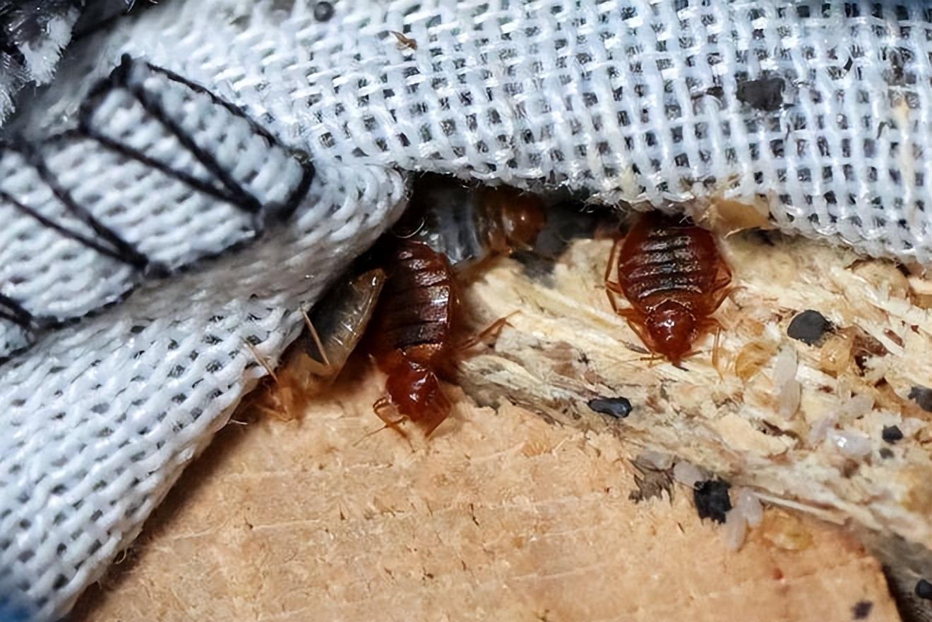 杀臭虫药剂_灭臭虫呋虫胺_呋虫胺可以杀死臭虫吗