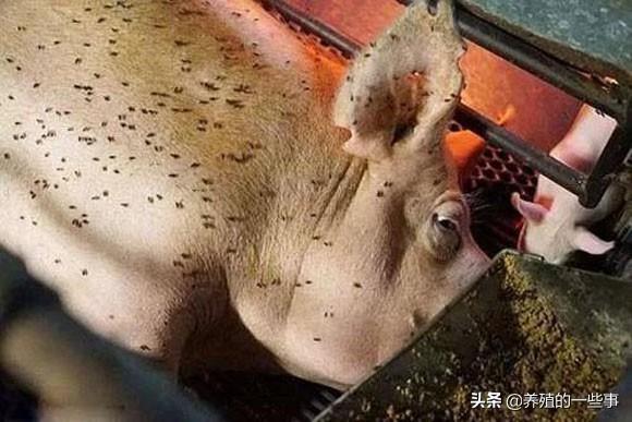 猪场灭苍蝇_猪场杀苍蝇_猪舍灭苍蝇