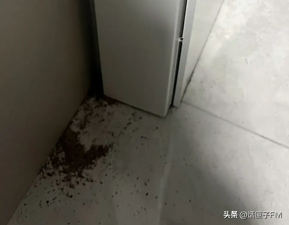 灭白蚁服务_灭白蚁的收费标准_灭白蚁收费吗