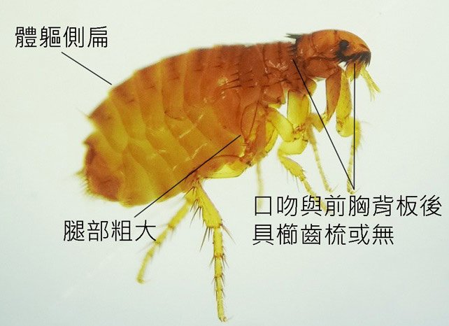 怎样消灭跳蚤_消灭跳蚤最有效的方法_跳蚤怕什么如何消灭跳蚤