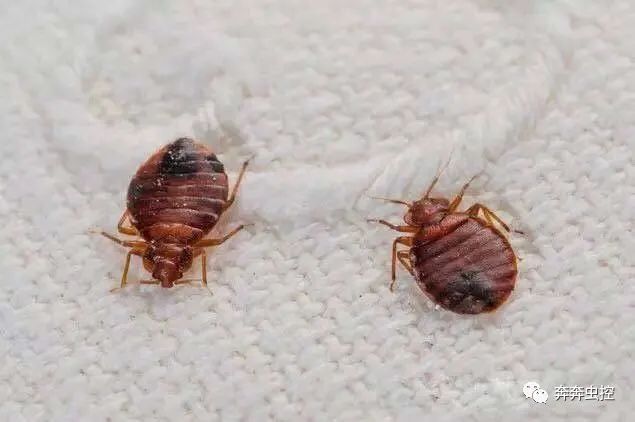 臭臭虫动画片全集_臭臭虫_臭臭虫糖果大战