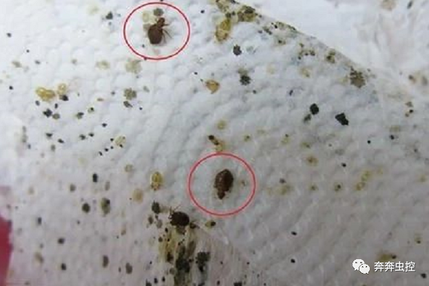 臭臭虫_臭臭虫糖果大战_臭臭虫动画片全集