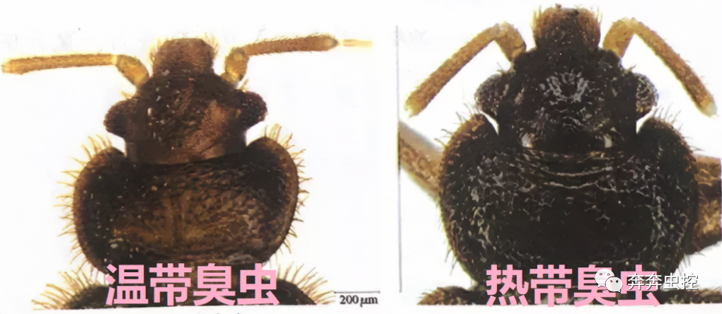 臭臭虫动画片全集_臭臭虫_臭臭虫糖果大战