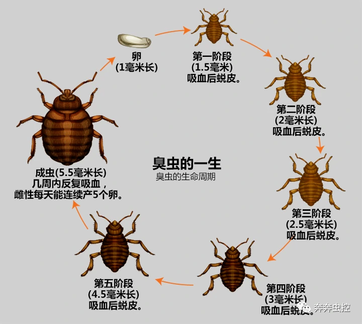 臭臭虫糖果大战_臭臭虫_臭臭虫动画片全集