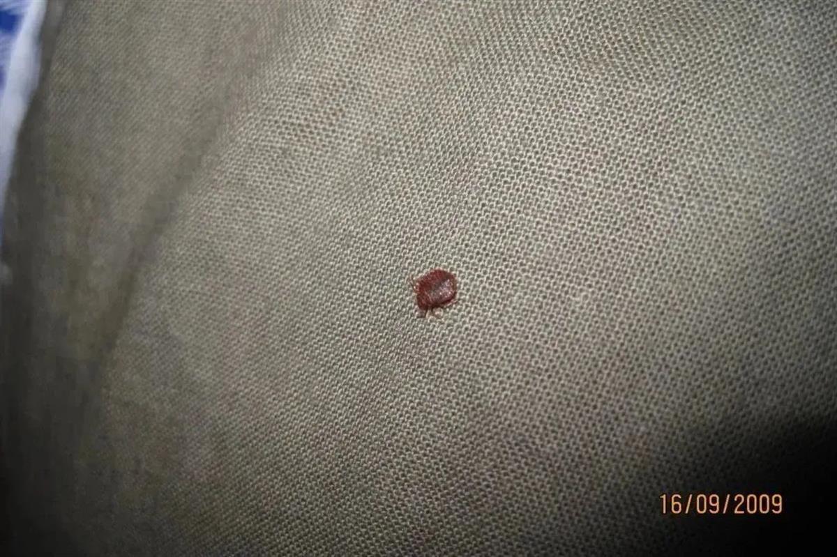 灭臭虫药_灭臭虫呋虫胺_臭虫呋虫胺