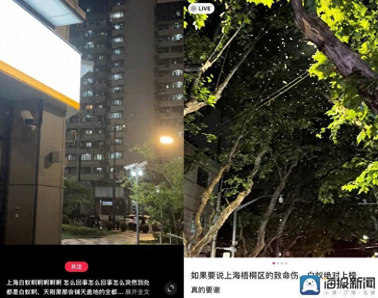 灭白蚁报价清单范本_灭白蚁的收费标准_灭白蚁收费吗