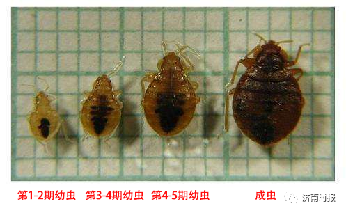 灭害灵杀臭虫_臭虫杀虫药_灭臭虫呋虫胺