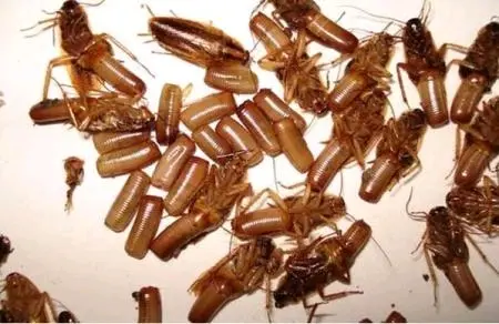 灭蟑螂最有效方法_蟑螂怎么灭法啊有特效吗_蟑螂怎么消灭最彻底小妙招知乎