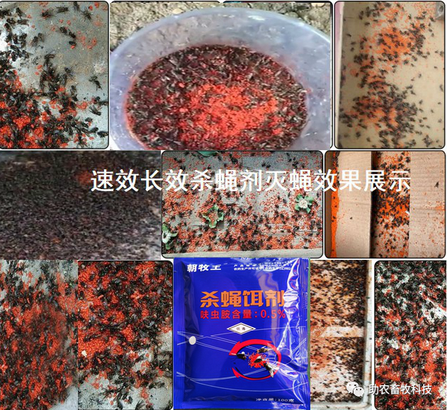 灭跳蚤最有效的土方法_灭土跳蚤有效方法视频_有什么特效方法治土跳蚤
