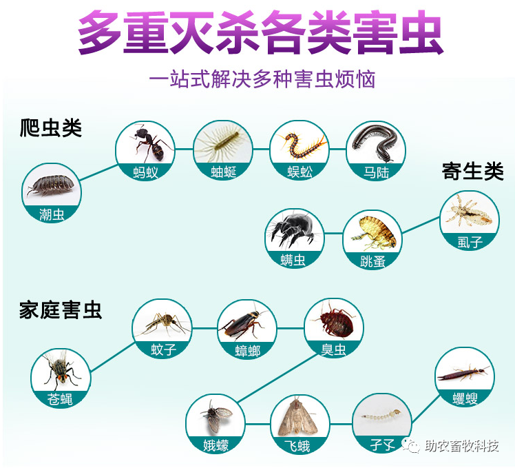 有什么特效方法治土跳蚤_灭土跳蚤有效方法视频_灭跳蚤最有效的土方法