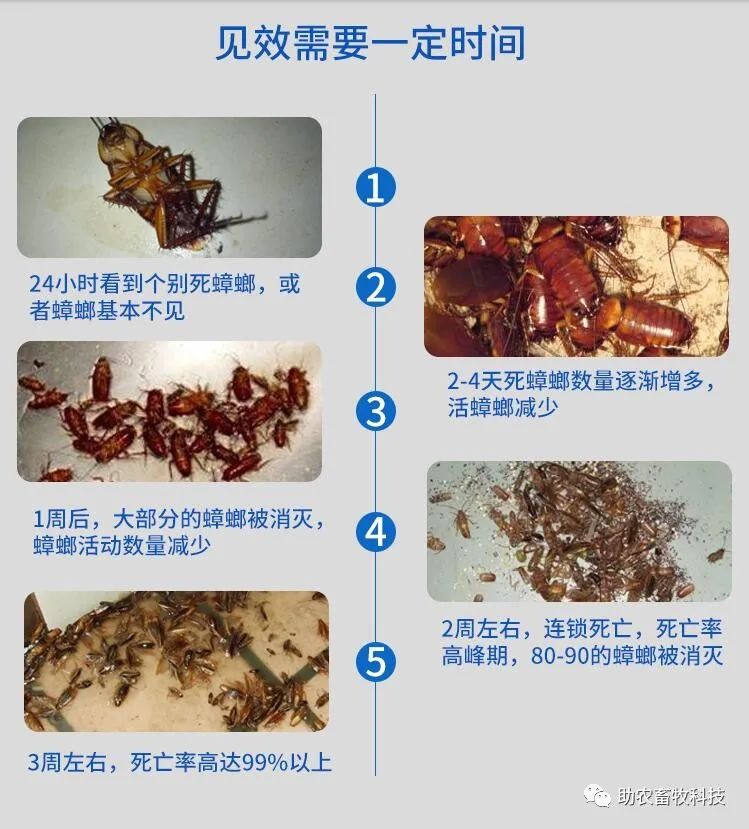 有什么特效方法治土跳蚤_灭土跳蚤有效方法视频_灭跳蚤最有效的土方法