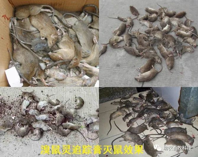 灭土跳蚤有效方法视频_有什么特效方法治土跳蚤_灭跳蚤最有效的土方法