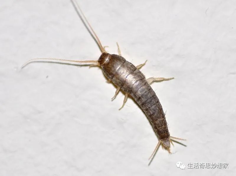 灭跳蚤土办法_灭跳蚤最有效的土方法_灭土跳蚤有效方法有哪些