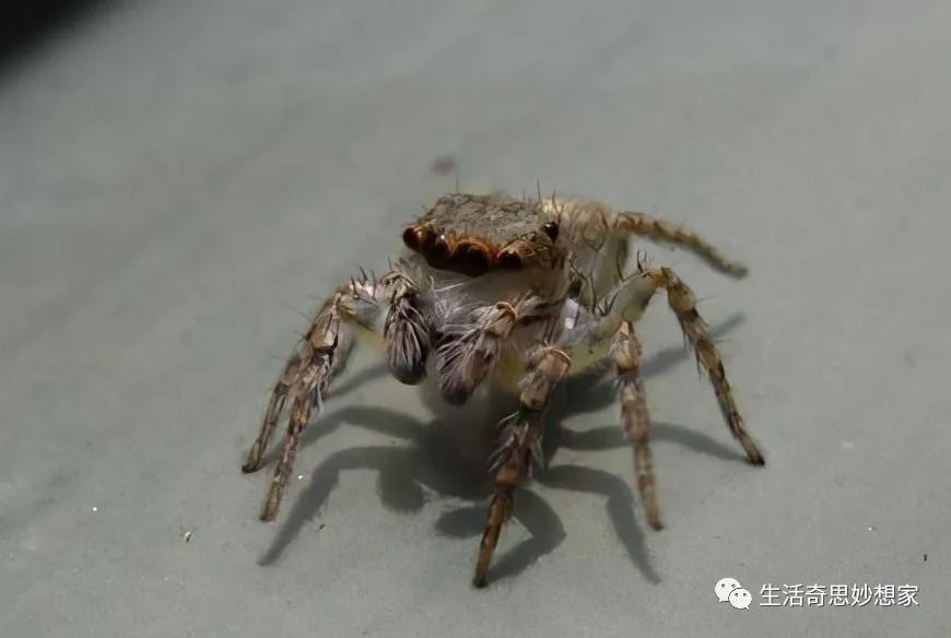 灭土跳蚤有效方法有哪些_灭跳蚤土办法_灭跳蚤最有效的土方法